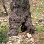 עין חוממה