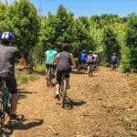 טיול אופניים במטעי אבוקדו
